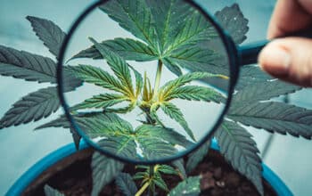 Que faire si le CBD ne fonctionne pas pour vous ? | CBD Liquide